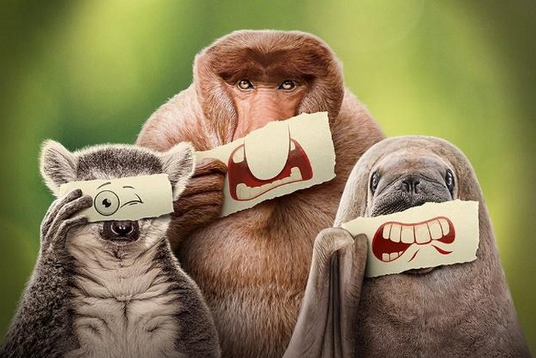 Un vistazo de la inmensa variedad de especies del reino animal. Un vistazo de la inmensa variedad de especies del reino animal. 