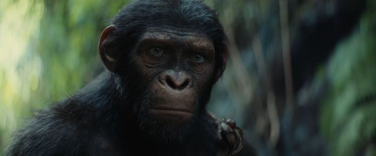 Noa el protagonista de el Nuevo Reino