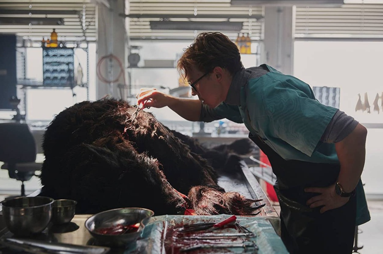 Lobo vikingo arrasa en Netflix