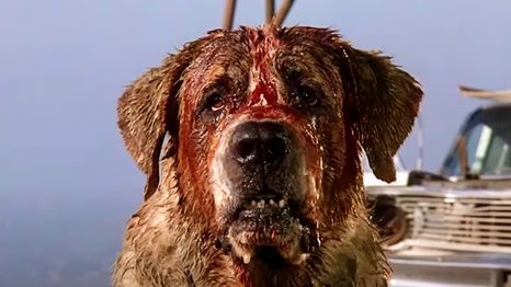 Cujo tendrá una nueva adaptación de la mano de Netflix