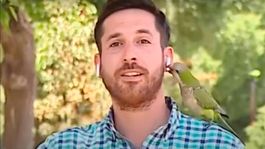 una cotorra le roba en vivo a un periodista mientras presentaba un informe sobre inseguridad