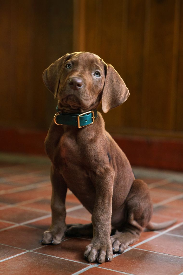 Scooby-Doo será interpretado por un cachorrito real y esta es la foto que Netflix usó para presentarlo. Scooby-Doo será interpretado por un cachorrito real y esta es la foto que Netflix usó para presentarlo.