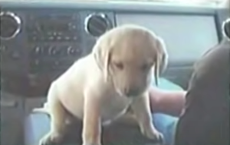 Fotografía de DASY, la perra de Marcus Luttrell. Fotografía de DASY, la perra de Marcus Luttrell.