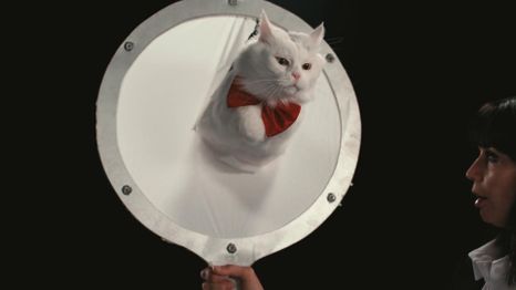 Un documental sobre ellos, nuestros gatos.