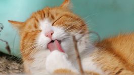 Netflix amplió su catálogo y se metió de lleno en el mundo de las mascotas