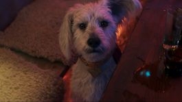 Que Ver | supergirl-2026-krypto