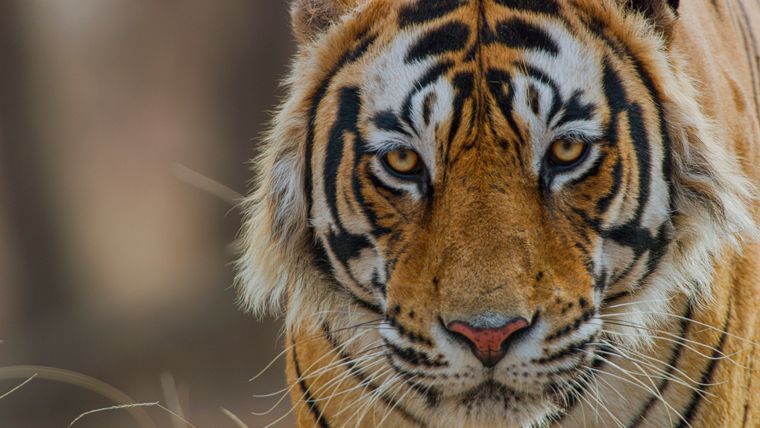 Tigres: Una mirada única al universo de estos imponentes felinos con una fotografía impecable