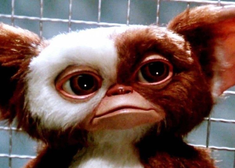 Gizmo podría volver