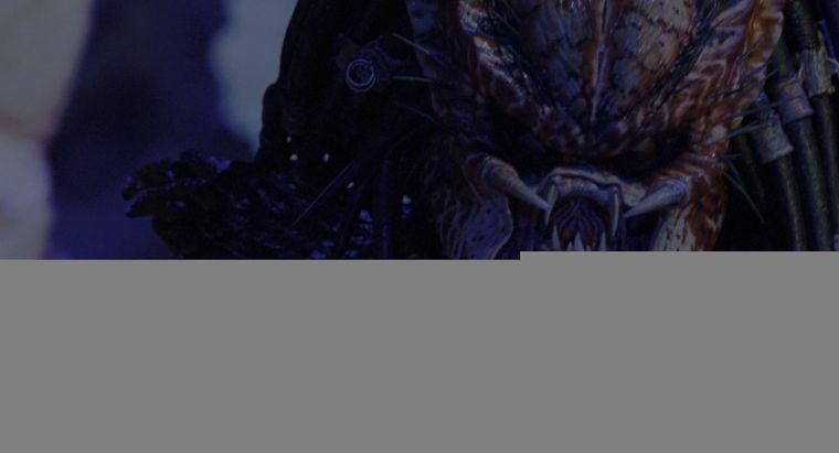 El City Hunter de Depredador 2