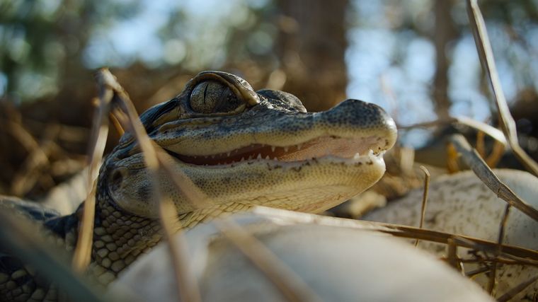 Naturaleza de pesadilla llegó esta semana a Netflix