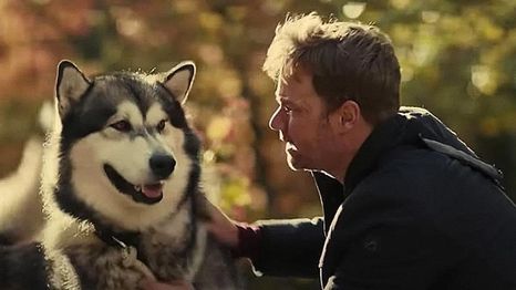 La película que tiene un perro como protagonista y te conmoverá