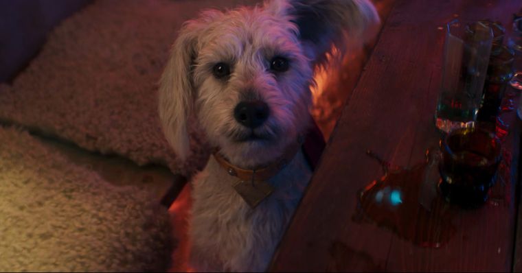 Krypto no se perderá la aventura de su dueña, Supergirl. Krypto no se perderá la aventura de su dueña, Supergirl.