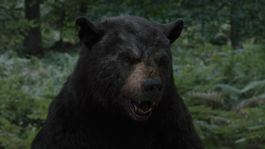 No hay que alimentar a los osos...tampoco darles drogas