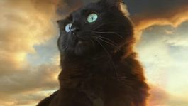 qua© pasa si en vez de kong, godzilla se enfrentara a una tierna gatita