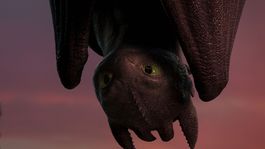 Chimuelo, el querido Furia Noctura de Cómo entrenar a tu dragón. Chimuelo, el querido Furia Noctura de Cómo entrenar a tu dragón.