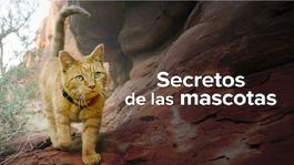 Secretos de las mascotas es la nueva serie documental de Netflix que te fascinará.