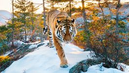 tres documentales cortos de netflix sobre la naturaleza