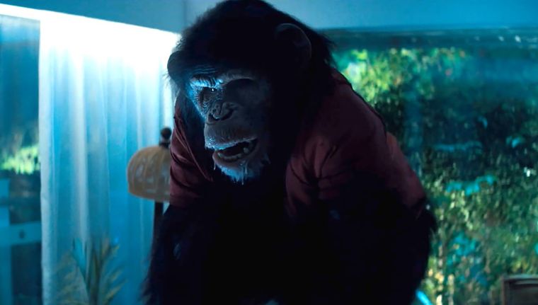 Ben, el primate, se carga la película en los hombros. Ben, el primate, se carga la película en los hombros.