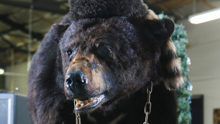 Un taxidermista mantuvo el cadáver del oso en exhibición durante muchos años