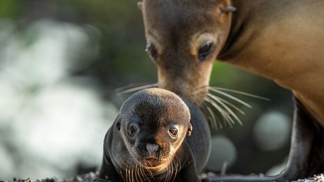 Narrado por Brendan Fraser, Leones de las Galápagos es el nuevo documental de Disney+ que no deberías perderte.