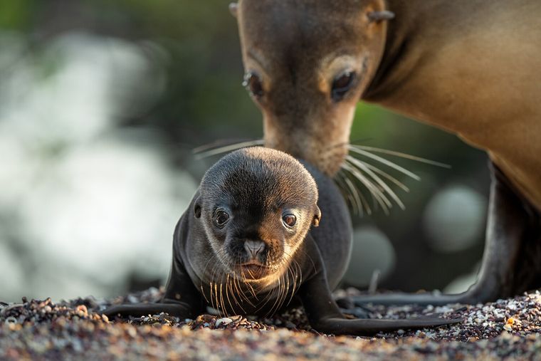 Narrado por Brendan Fraser, Leones de las Galápagos es el nuevo documental de Disney+ que no deberías perderte.